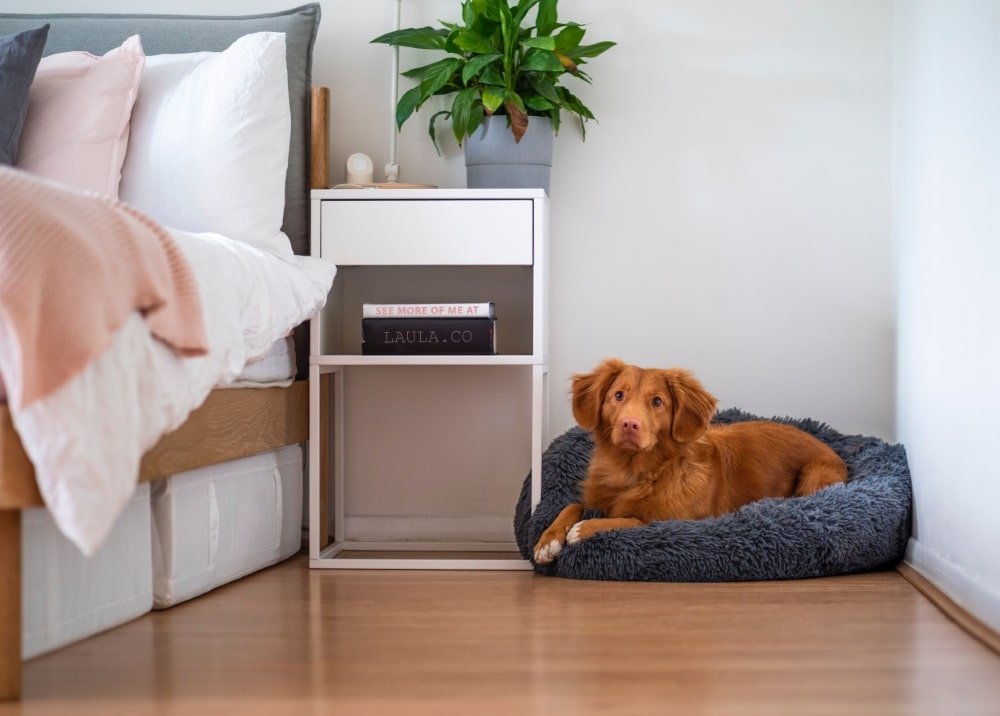 5 Ways To Get Your Bedroom Ready For A New Dog - Online Bedrooms
