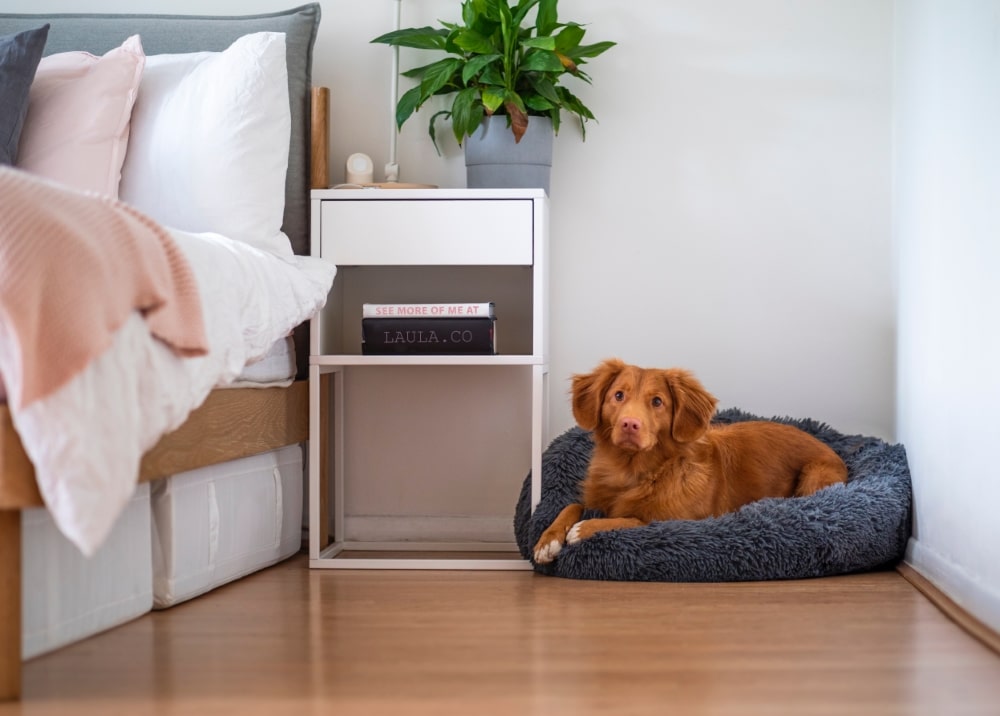 5 Ways To Get Your Bedroom Ready For A New Dog