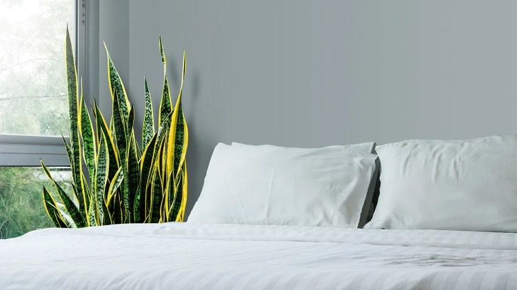 bedroom plant